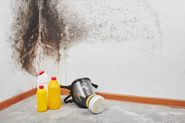 Best Attic Mold Removal  in Sidney, MT