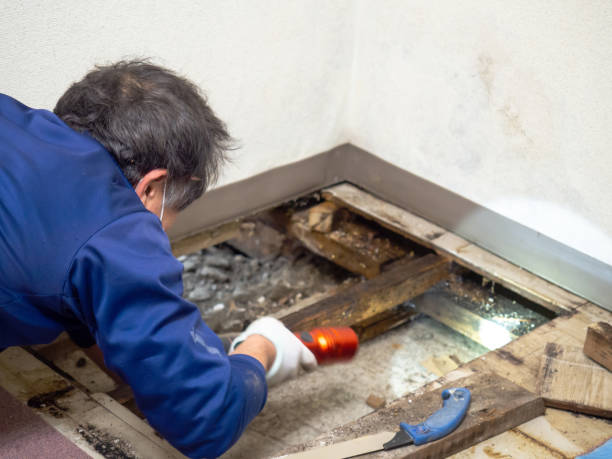 Best Black Mold Removal  in Sidney, MT