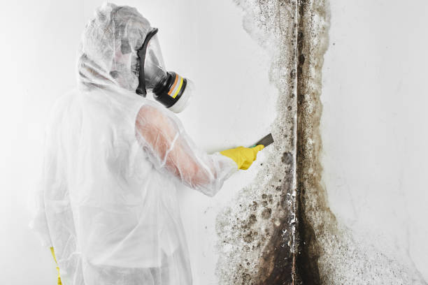 Best Residential Mold Removal  in Sidney, MT