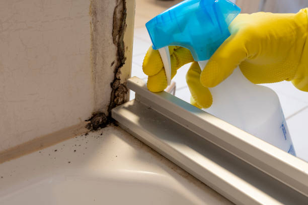 Best Certified Mold Removal  in Sidney, MT