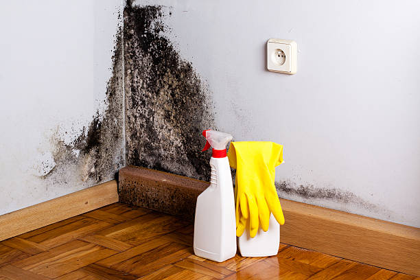 Best Commercial Mold Removal  in Sidney, MT