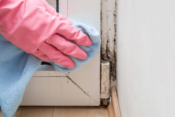 Best Local Mold Removal Service  in Sidney, MT